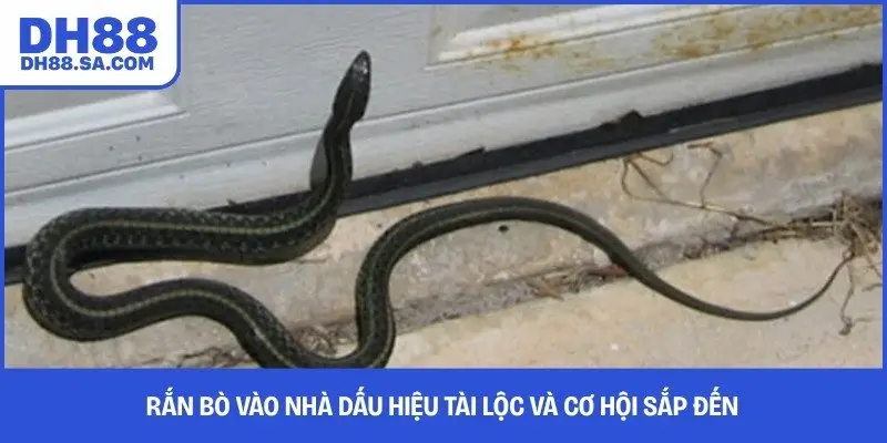 Rắn bò vào nhà dấu hiệu tài lộc và cơ hội sắp đến 